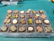 彩色生石花屁股花拼盆拇指盆共24盆