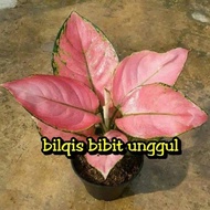 Bibit Bunga Aglonema Pink Anjamani Bilqis Bibit Unggul