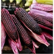 (Terbaik) Benih - Biji - Bibit Jagung Ungu Unik - Purple Corn - Jagung