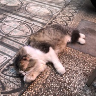 PERSIA MEDIUM X MAINECOON PERANAKAN