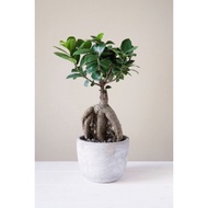 Ficus Ginseng bonsai real live plant 榕树 anak pokok hidup hiasan rumah