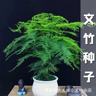 现货文竹种子观叶植物易活喜暖耐阴耐寒阳台室内外四季盆栽花卉种籽asparagus seed foliage plants are easy to live, warm and tolerant to 
