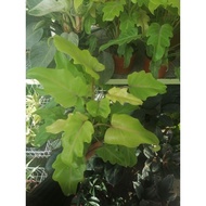 Xanadu Golden philodendron