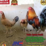 Asli Bergaransi Telur Ayam Pilipin Philipina F1 Import Fertil Bukan Telur Ayam Bangkok Asli