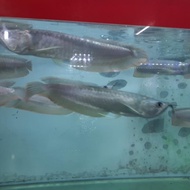 PTR IKAN HIAS ARWANA SILVER SIZE 20 SD 25 CM SILI_SULU