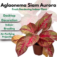 [Local Seller] Aglaonema Siam Aurora极光粗肋草/万年青—Fresh gardening indoor plant