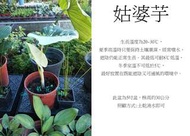 心栽花坊-斑葉姑婆芋/5吋盆/觀葉植物/室內植物/綠化植物/售價900特價850
