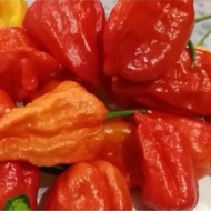 10pcs seeds trinidad 7 pot hot pepper seeds