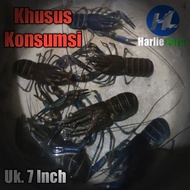 lobster air tawar konsumsi hidup