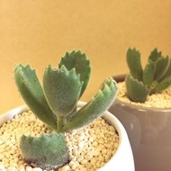 (盆栽) 熊童子 Bear's Paw 多肉植物 療癒小物 小盆栽 辦公室小物