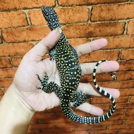 Varanus doreanus baby up