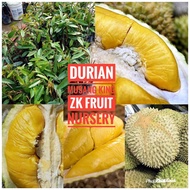 Anak Pokok Durian Musang King Cepat Berbuah