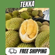 [FREE SHIPPING] Anak pokok durian D160 / durian tekka