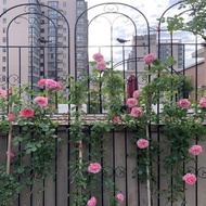 K-Y/ Garden Fence Clematis Lattice Rose Chinese Rose Planting Courtyard Pergola Support Rod Iron Climbing Vine Flower 00