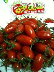 ((蒝氣屋精緻蔬果))~~~玉女番茄~~~溫室栽種 自產自銷~~10斤裝