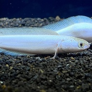 Channa asiatica platinum
