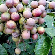 Pometia Pinnata, Island Lychee, Lansir, Pacific Lychee, Fijian Longan, Kasai Daun Besar, Kasai Langs