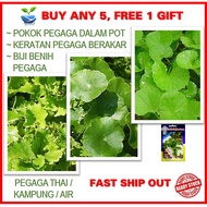 Biji Benih & Pokok PEGAGA Salad daun besar / Nyonya / Pengaga Air Jepun / kg / Pennywort / Ulam / Ce