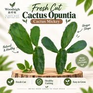 Fresh Cactus Opuntia @ Cactus Mickey