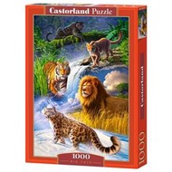 【恆泰】Castorland 波蘭進口拼圖1000片老虎豹子獅子動物 103553成人拼圖