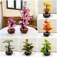 Bonsai Pot