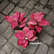 ~[Dijual] Terbaru !!! Tanaman Hias Aglaonema Red Anjamani ~