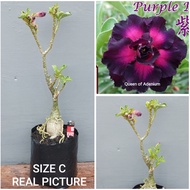 Adenium Tumpuk Kamboja ID PURPLE PUPIL ENTRES PANJANG SIZE C REAL PICT