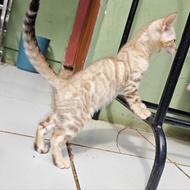 bukan boneka Kucing Bengal Snow Betina