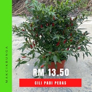 🌶Anak Pokok Cili Padi( pedas berapi),Cili Padi Kampung🌶