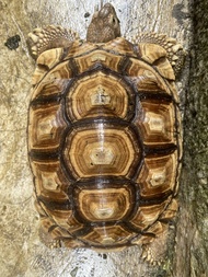 sulcata 28cm darat, sulcata dewasa