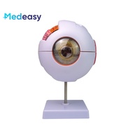 Human eye model 6x magnified eyeball model, Eye structure and anatomy teaching model