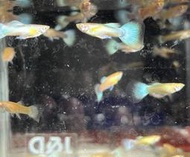 「高雄養水蚤」藍白孔雀魚亞成魚1份4對(4公4母)140元,。超商取貨。