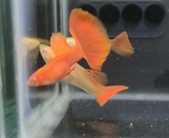 Albino full red 1 pair guppy fish live fish