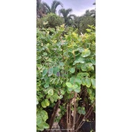 pokok salji snow bush/ madras thorn
