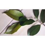 Fresh Bay Leaves - Bay Leaf Cooking Seasoning