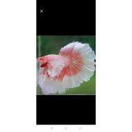 Halfmoon dumbo ear jumbo Hobby Men's size L