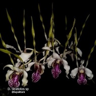 Anggrek Dendrobium Stratiotes Dewasa