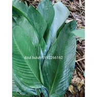 DAUN LEREK LEMANG RAYA 2023 - RM 12 (10helai)
