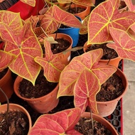 REAL PLANTS CALADIUM RED FLAME 