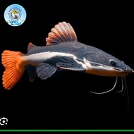rtc catfish ukuran jumbo jaminan mantap