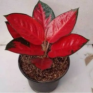 Aglaonema suksom jaipong / Aglonema suksom jaipong florist