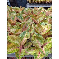 BARU MOONLIGHT BESAR - Tanaman Hias Aglaonema Aglonema