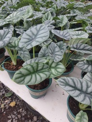 Alocasia silver dragon อโลคาเซีย ซิลเวอร์ดราก้อน ในกระถาง5นิ้ว ไม้หายาก เป็นพืชตระกลูอโลคาเซีย ที่ขา