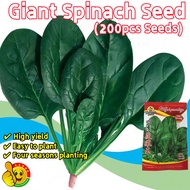 100% Original Green Malabar Spinach Seeds for Sale (Fresh 150pcs Seeds) Bernih MalabarSpinach Vegeta