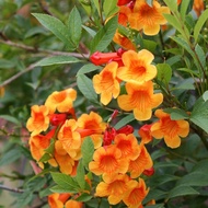 Pokok Bunga Tecoma Stans Orange Jubilee