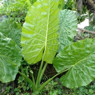 ANAK KELADI hutan@liar.