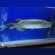 Ikan Arwana Jardini Batik Green Pearl size 25-27 cm Mulus.
