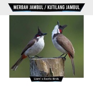 Burung Merbah Jambul Kutilang Jambul