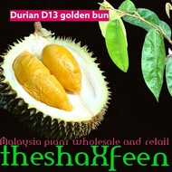 Pokok durian golden bun D13  theshaxfeen