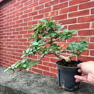 惜福專區 壽娘子 雀舌黃楊 系魚川真柏